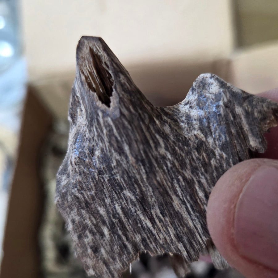 Oudh Naturel Vietnamien – Bois d'Agar des Forêts Tropicales | Amranioud