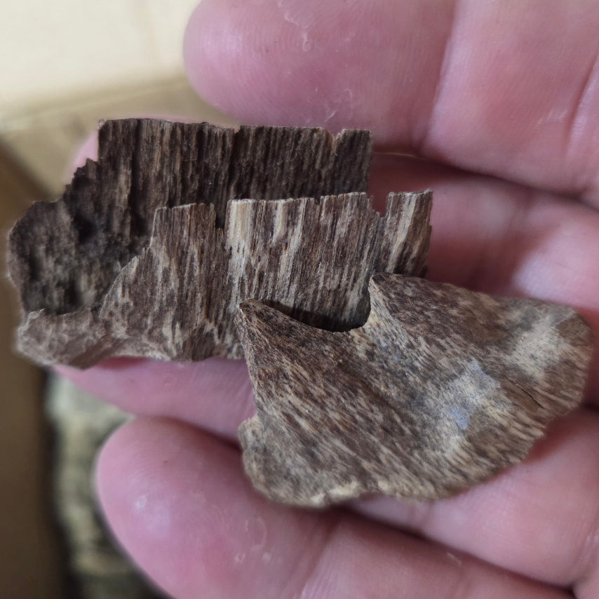 Oudh Naturel Vietnamien – Bois d'Agar des Forêts Tropicales | Amranioud
