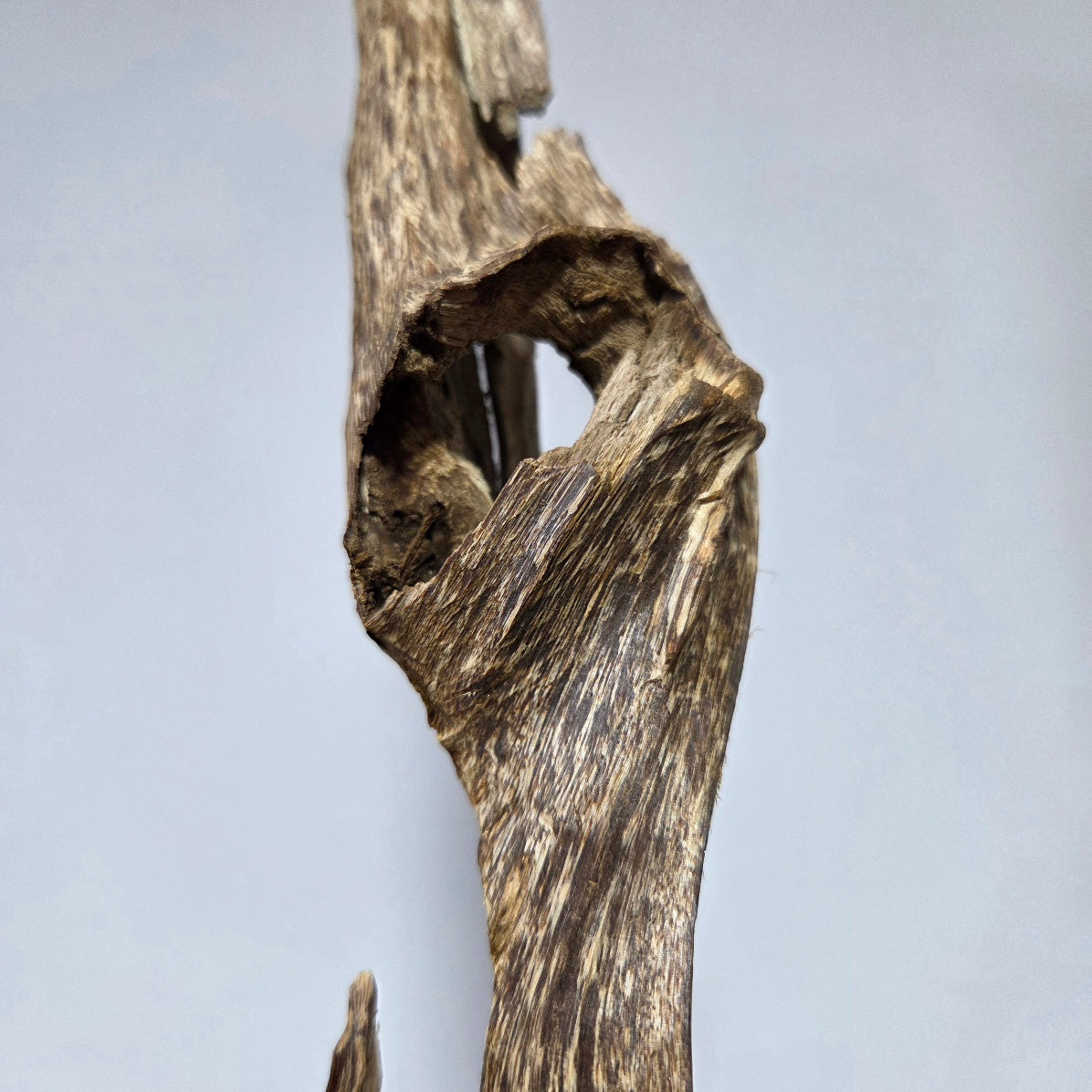 Oudh Naturel Sculpté – Pièce Unique 152 grammes | Amranioud