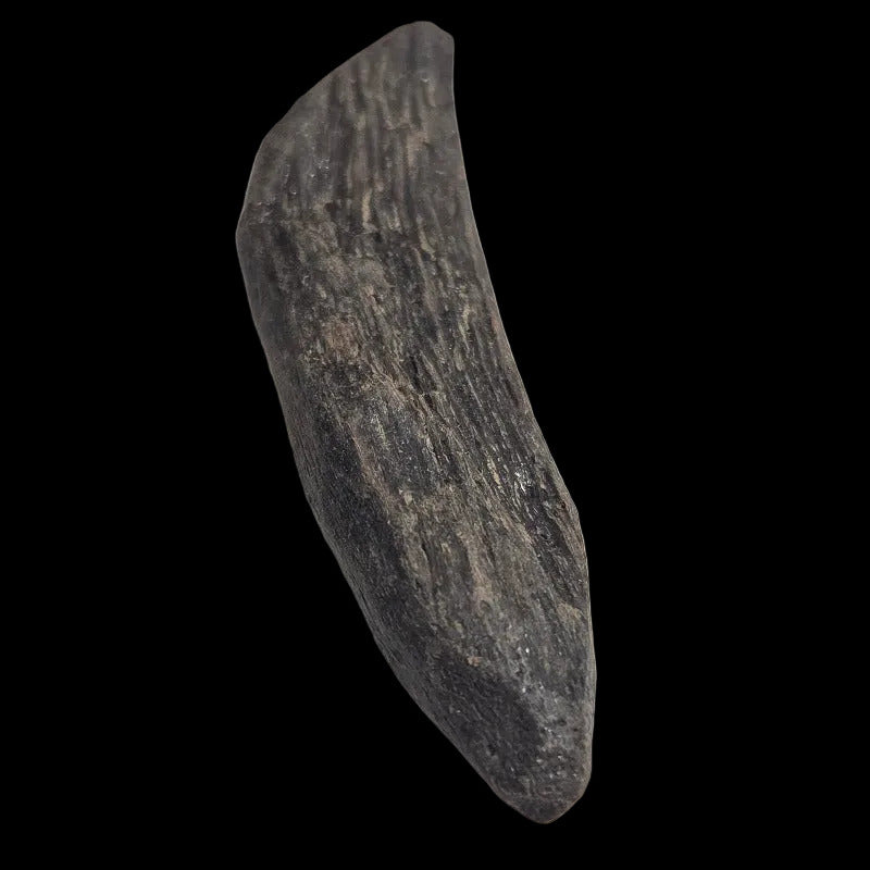 Oudh Thaïlandais a la pièce pour essayer